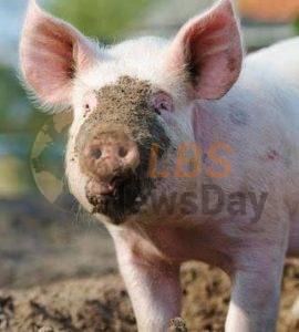Grief as pig eats one-month-old baby in Rakai