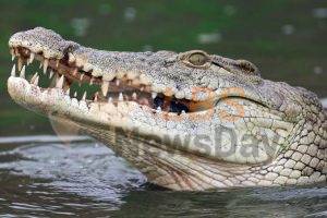 Remains of boy killed by crocodile recovered in pieces
