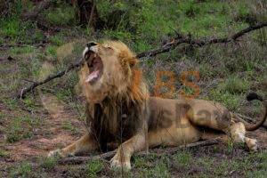 Concern over Covid – infected lions in South Africa