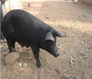 Kitgum municipality accuses pigs, goats of causing accidents, starts impounding them