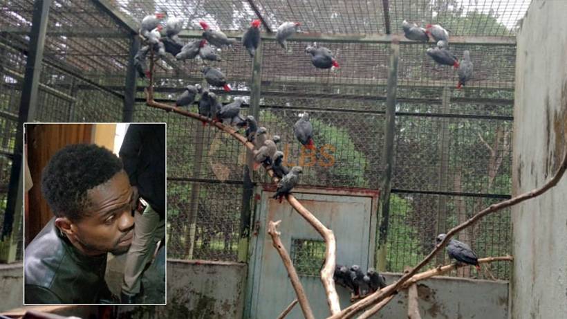 Congolese national arrested with 122 parrots