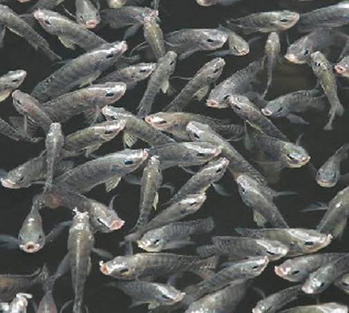 Gov’t gives Dokolo farmers 14,000 fishlings