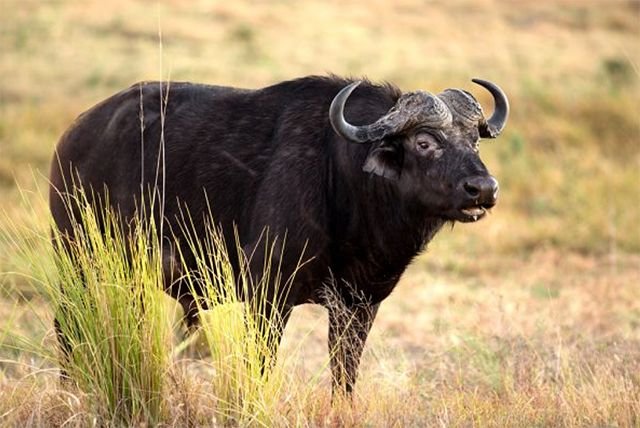 Panic as stray buffalo injures seven in Alebtong