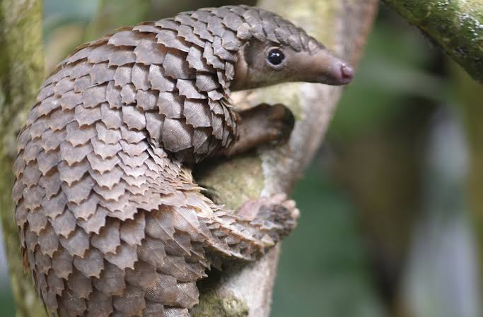 Pangolins not medicine! Conservationists call for protection of world’s most trafficked animal