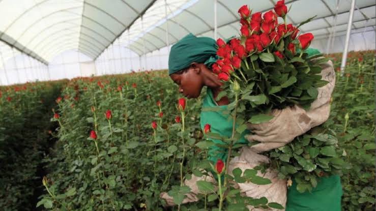 Horticulture workers pushing for fair wages, better working conditions