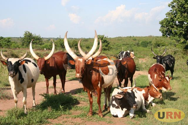 Farmers in Masindi Alarmed By Cattle Thefts