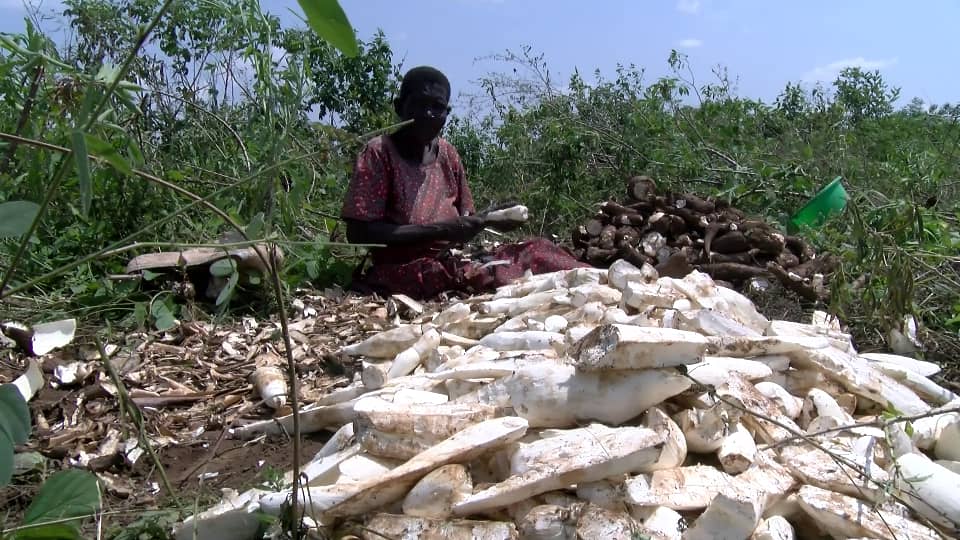 Over supply and lack of market for cassava is creating miseries for cassava farmers in Teso