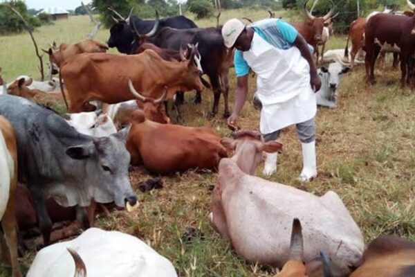 How Dokolo District Successfully Vaccinated Over 24,000 Cattle Against Foot and Mouth Disease