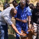 Amolatar District Launches Vaccination of 60,000 Cattle and 120,000 Goats and Sheep.