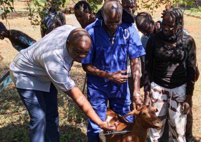 Amolatar District Launches Vaccination of 60,000 Cattle and 120,000 Goats and Sheep.